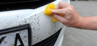 3 средства, которые помогут быстро отмыть машину от мошек 